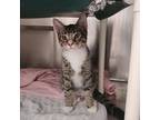 Adopt Louie a Domestic Shorthair / Mixed cat in Mipiltas, CA (39046477)