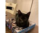 Adopt Lettuce a All Black Domestic Shorthair / Mixed cat in St.