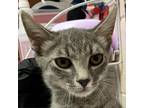Adopt Loki a Gray or Blue Domestic Shorthair / Mixed cat in Las Cruces