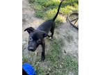Adopt Omar a Black Labrador Retriever / Mixed dog in Haskell, NJ (39046356)