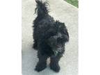 Adopt Rocky 3~ a Standard Schnauzer / Poodle (Miniature) / Mixed dog in