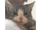 Adopt Haywood a Gray, Blue or Silver Tabby Domestic Shorthair / Mixed cat in