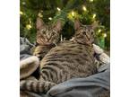 Adopt Ricotta and Myzithra (bonded pair) a Domestic Shorthair / Mixed (short