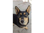 Adopt Pudge a Black Husky / Mixed dog in Pendleton, OR (39046224)