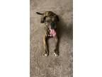 Adopt DJ a Brindle Mutt / Mixed dog in Lithonia, GA (39046206)
