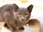 Adopt BASS a Gray or Blue Domestic Mediumhair / Mixed (medium coat) cat in