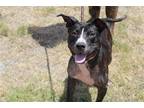 Adopt Isabelle a Terrier (Unknown Type, Medium) / Mixed dog in Abbeville