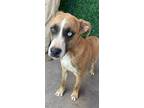 Adopt Boston a Brown/Chocolate Shepherd (Unknown Type) / Mixed dog in El Paso