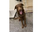 Adopt Mac a Chesapeake Bay Retriever / Mixed Breed (Medium) / Mixed dog in