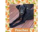 Adopt Peaches a Mixed Breed (Medium) / Mixed dog in Littleton, CO (39005569)