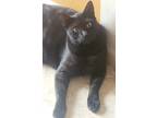 Adopt Teddy a Black (Mostly) Egyptian Mau / Mixed (short coat) cat in Houston