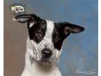 Adopt Marty a Black - with White Cattle Dog / Mixed dog in Lincoln