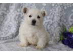 West Highland White Terrier Puppy for sale in Mansfield, OH, USA