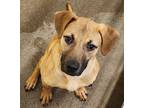 Adopt Ripley a Pit Bull Terrier / Mixed dog in Lexington, KY (39021028)