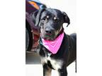 Adopt Bonzo a Rottweiler / Labrador Retriever / Mixed dog in Indiana
