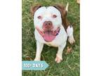 Adopt Moofus a Pit Bull Terrier / Mixed dog in Lancaster, OH (39045960)