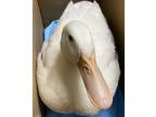 Adopt Squeak a Duck bird in Escondido, CA (39045816)