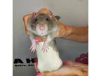 Adopt Miso a Rat small animal in Milton, FL (39045727)