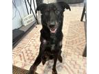 Adopt Blu - LOVES people, other dogs & playing! a Black Shepherd (Unknown Type)