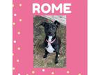 Adopt Rome a Black Labrador Retriever / Mixed dog in Dickinson, TX (39045739)
