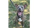 Adopt Bronco a Gray/Blue/Silver/Salt & Pepper Mixed Breed (Large) / Mixed dog in
