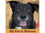 Adopt Little Miss Sunshine a Black Mixed Breed (Small) / Mixed dog in