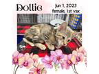 Adopt Dollie a Gray, Blue or Silver Tabby Domestic Shorthair / Mixed (short