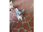 Adopt Taffy a Calico or Dilute Calico Domestic Shorthair / Mixed (short coat)