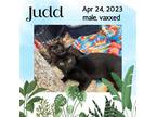 Adopt Judd a All Black Domestic Shorthair / Mixed (short coat) cat in Sumter