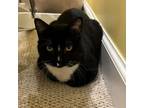 Adopt Pepe a Domestic Short Hair