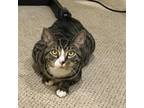 Adopt Leo a Domestic Short Hair