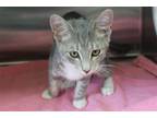 Adopt Tanner - 38102 a Gray or Blue (Mostly) Domestic Shorthair / Mixed (short