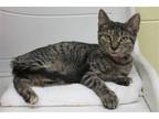 Adopt I-92 - 38078 a Black (Mostly) Domestic Shorthair / Mixed (short coat) cat