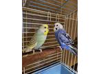 Adopt Charlie a Yellow Parakeet - Other / Parakeet - Other / Mixed bird in
