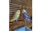 Adopt Baxter a Blue Parakeet - Other / Parakeet - Other / Mixed bird in Wausau