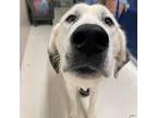 Adopt Huckleberry a White - with Tan, Yellow or Fawn Great Pyrenees / Mixed dog