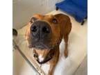 Adopt Lincoln a Hound (Unknown Type) / Mixed dog in Delaware, OH (38943178)