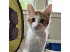 Adopt Gary a Orange or Red (Mostly) Domestic Shorthair / Mixed cat in Alameda