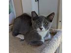 Adopt Sky a Gray or Blue (Mostly) Domestic Shorthair / Mixed (short coat) cat in