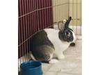 Adopt Rookie a Multi Dutch / Mixed (short coat) rabbit in Forest Hill