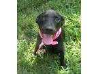 Adopt Catie ~ meet me! a Black - with White Labrador Retriever / Border Collie /