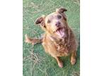 Adopt Pixie a Brown/Chocolate Labrador Retriever / Mixed dog in Lakeside