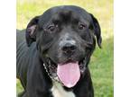 Adopt Jake a American Pit Bull Terrier / Mixed dog in Troy, OH (39028752)