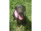 Adopt Sierra ~ meet me! a Black - with White Labrador Retriever / Border Collie