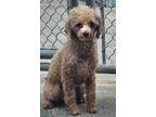 Adopt Virginia a Miniature Poodle dog in Windsor, CO (38965338)