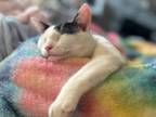 Adopt Dante - In Foster a Domestic Shorthair / Mixed cat in Birdsboro