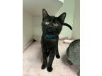 Adopt Crimson a Domestic Shorthair / Mixed cat in Birdsboro, PA (39044767)