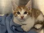 Adopt FELIX a Orange or Red Domestic Mediumhair / Mixed (medium coat) cat in