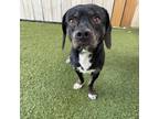 Adopt Mango a Black Beagle / Mixed dog in Merriam, KS (39044743)