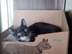Adopt Artemis a Domestic Shorthair / Mixed cat in Fort St. John, BC (39044738)